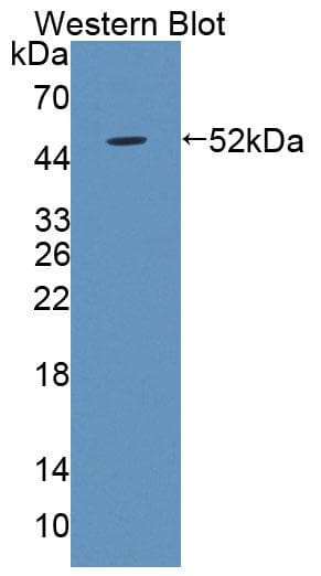 LBP Antibody (aa27-481)