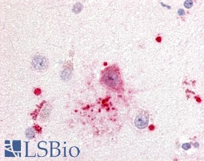 IHC-plus™ GPR88 Antibody (Cytoplasmic Domain)