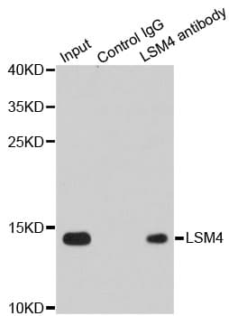LSM4 Antibody