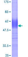 Human CD164 Protein (Recombinant GST)