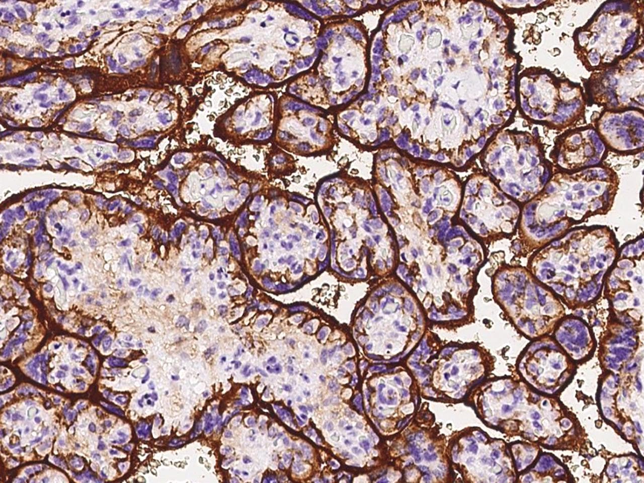 CD98 Antibody (Preservative Free)