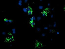 CYB5R1 Antibody (clone OTI5G9)