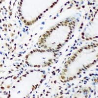 PTBP1 Antibody