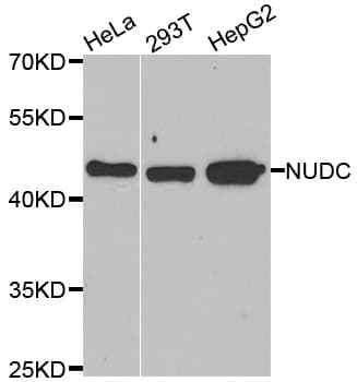 NUDC Antibody