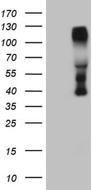 CTBP2 Antibody (aa233-336, clone OTI3G4, Carrier-free)