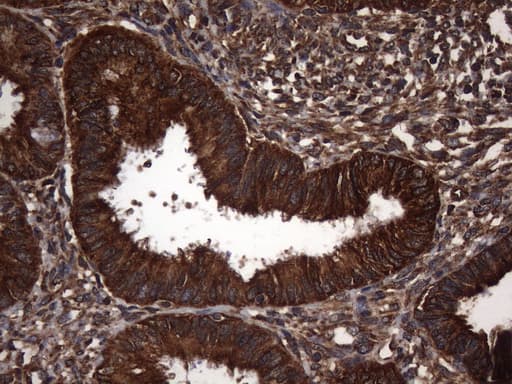 NARS2 Antibody (clone OTI5A9)