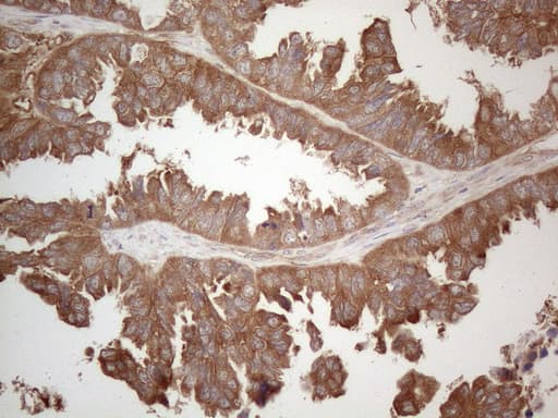 Monoclonal Mouse anti-Human MXD4 Antibody (clone OTI1A2, IHC, WB)