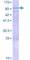 Human CD316 / IGSF8 Protein (Recombinant GST)