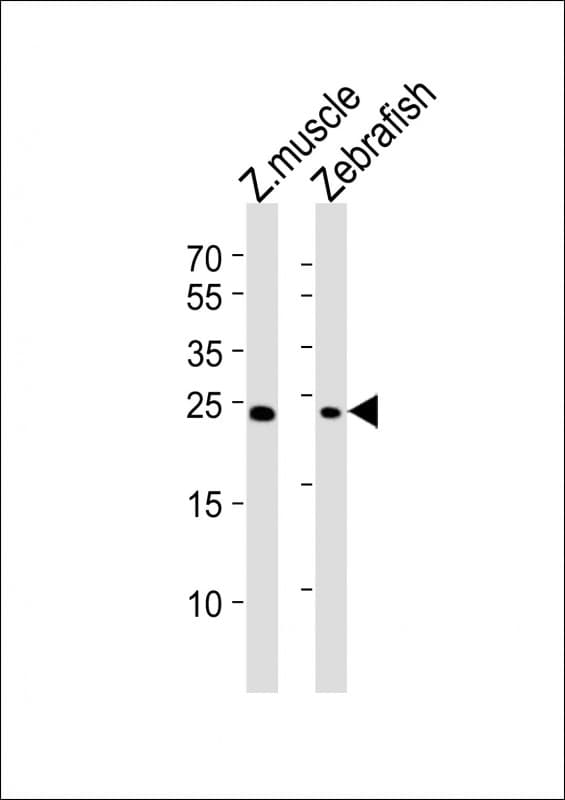 Polyclonal Rabbit anti-Zebrafish soga3b Antibody (aa 198-229, C-Term, WB)