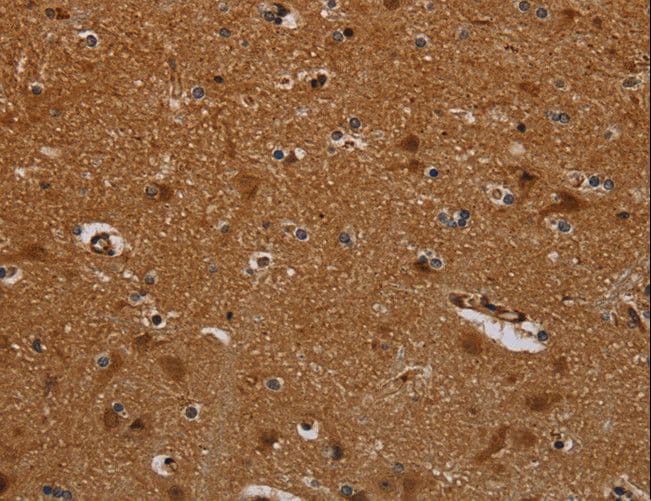 PNOC / Nociceptin Antibody