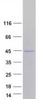 Human MBP / Myelin Basic Protein (Recombinant Myc-DDK (Flag))