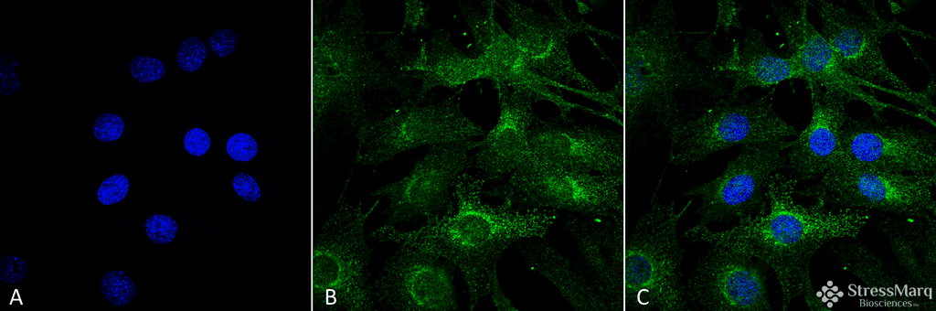 KIAA0652 / ATG13 Antibody (SA)