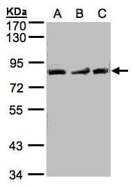 MLH1 Antibody