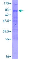 Human FOXD4 Protein (Recombinant GST)