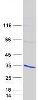 Human RGS19 Protein (Recombinant Myc-DDK (Flag))