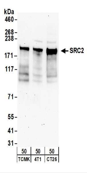 NCOA2 / TIF2 Antibody (aa700-750)