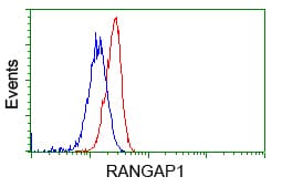 IHC-plus™ RANGAP1 Antibody (clone 1B4)