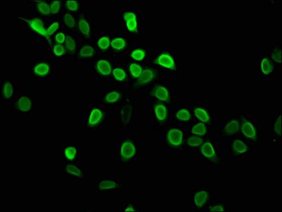Polyclonal Rabbit anti-Human HIST1H4I Antibody (IF)