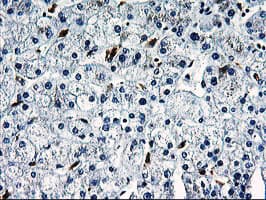 SNX8 Antibody (clone OTI3C4)