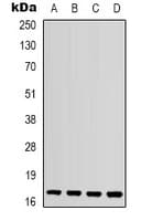 IL1F10 Antibody (aa113-152)