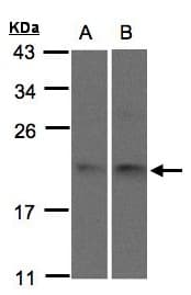 SNX12 Antibody (aa100-112)