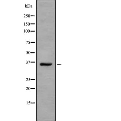 Polyclonal Rabbit anti-Human OR13A1 Antibody (WB)