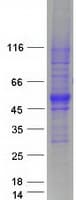 Human SPNS1 / Spinster Protein (Recombinant Myc-DDK (Flag))