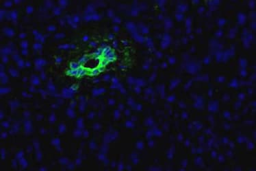 Monoclonal Mouse anti-Human Pancreas Marker HPd2 Antibody (clone DHIC2-5H10, IHC, IF)