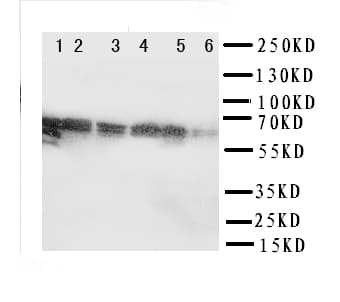 SF1 Antibody (aa11-30)