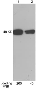 CBP Tag Antibody