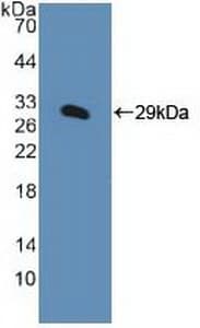 KPNA1 / Importin Alpha 5 Antibody (aa239-506)