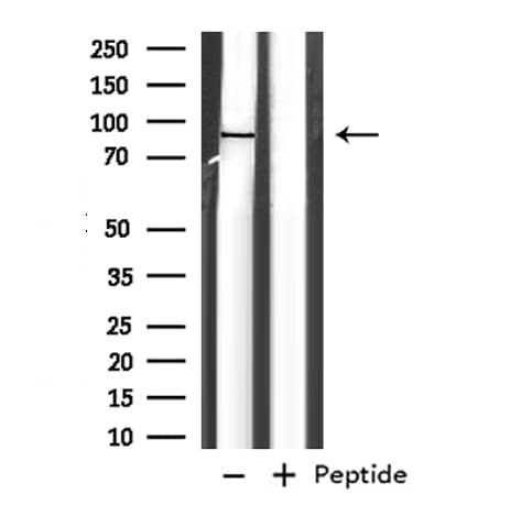Polyclonal Rabbit anti-Human EXT1 Antibody (IHC, WB)