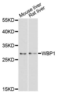 WBP1 Antibody