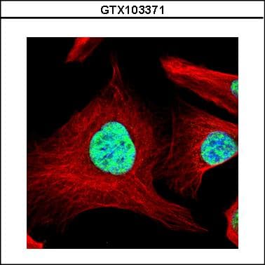 SART1 Antibody (aa137-447)
