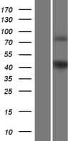 GPR17 Protein (Over-Expression Lysate Myc-DDK (Flag))