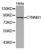 CTNNB1 / Beta Catenin Antibody