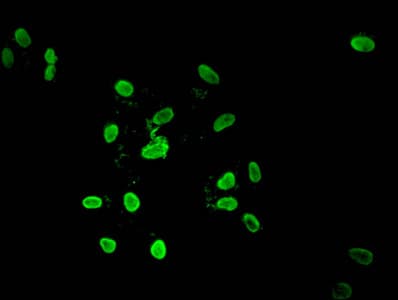 HIST1H4I Antibody