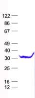 Human ASB8 Protein (Recombinant His, N-Terminal)