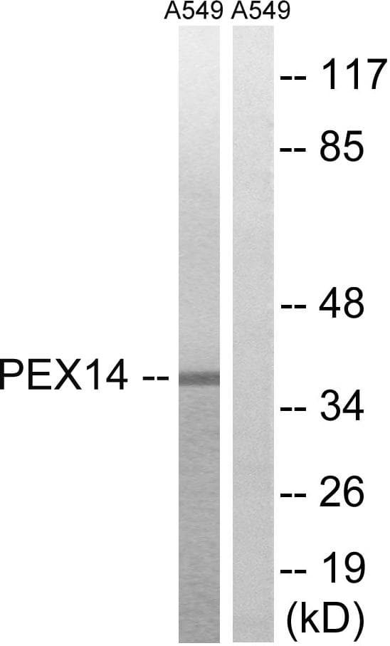 PEX14 Antibody
