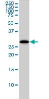 IHC-plus™ Monoclonal Mouse anti-Human CLIC1 / NCC27 Antibody (clone 2D4, IHC, WB)
