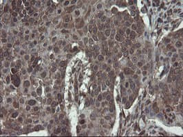 GCP60 / ACBD3 Antibody (clone OTI1G2)