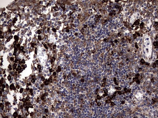 DDOST / OST48 Antibody (aa131-378, clone OTI1C1)