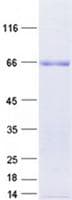 Human DNMT3L Protein (Recombinant GST, N-terminus + His, C-terminus)