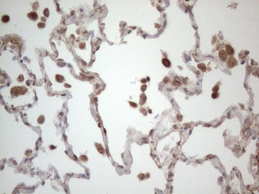 RBMS1 Antibody (clone OTI2H1)