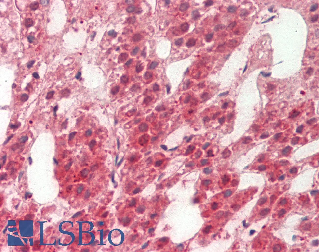 OMP Antibody (C-Terminus)