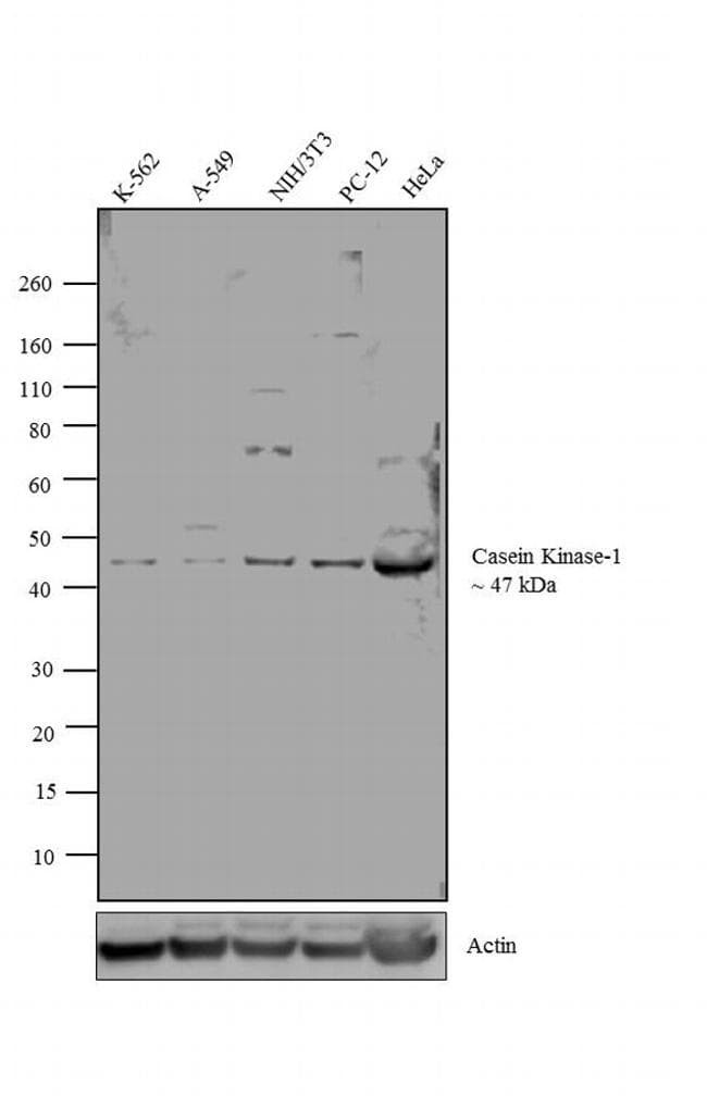 CSNK1E / CK1 Epsilon Antibody (N-Terminus)