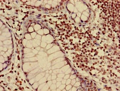 HIST1H3A Antibody