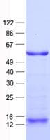 Human ZNF280A Protein (Recombinant His, N-Terminal)