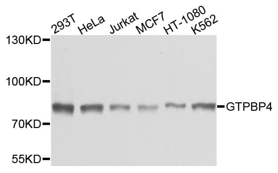 GTPBP4 Antibody