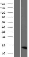 Human LOC286238 Protein (Over-Expression Lysate Myc-DDK (Flag))